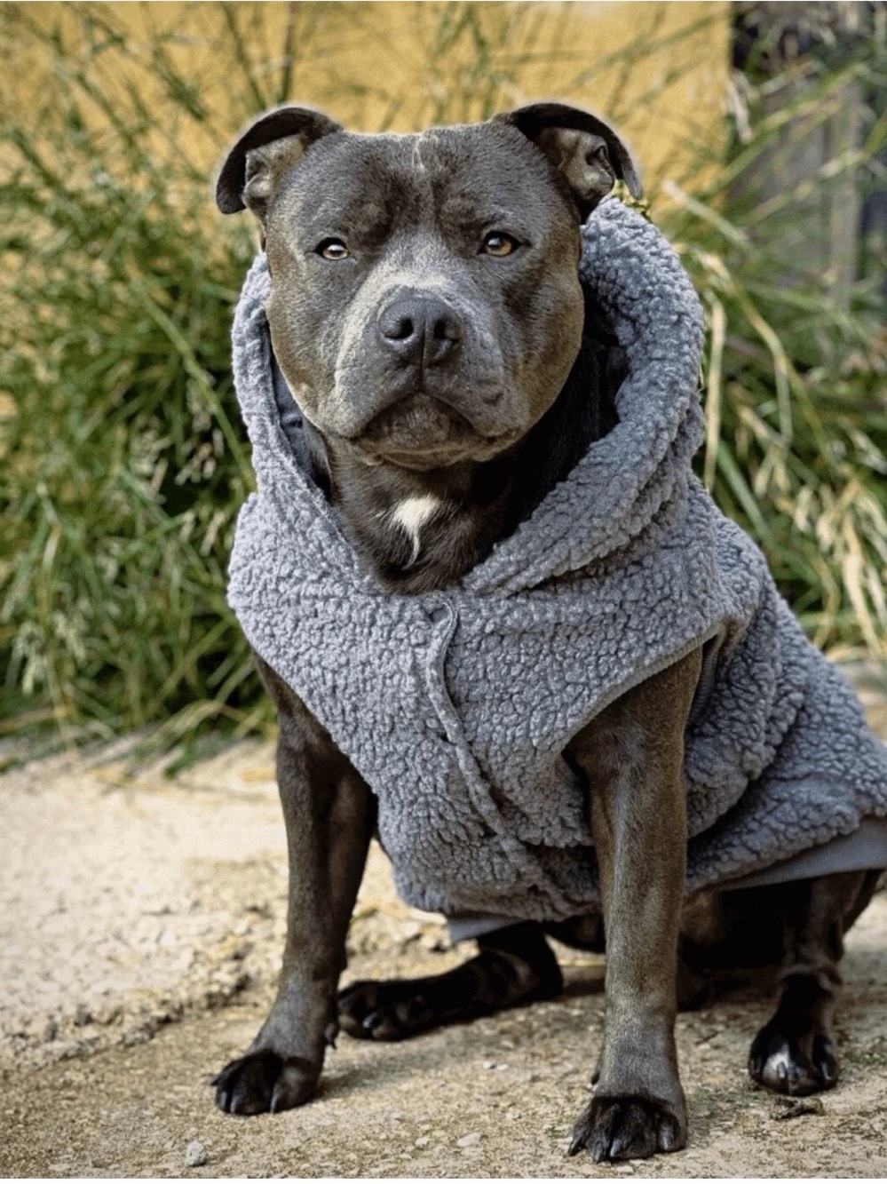 Spark Paws Teddy Sherpa Jacket